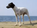 Японский терьер