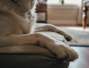 Бурсит у собак: симптомы и лечение