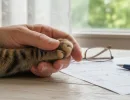 Возраст кошки по человеческим меркам: таблица соответствия