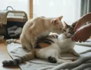 Вязка котов и кошек: как происходит?