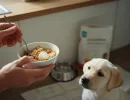 Чем кормить щенка