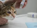 Язва роговицы у кошки