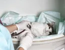 Коронавирус у кошек
