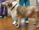 У собаки выпадает шерсть