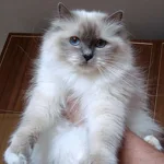 Blue Point