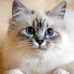 Tabby