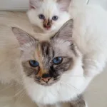 Tortie Tabby