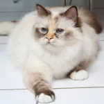 Tortie