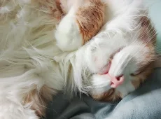 Не дерут новый диван, не ходят по пятам: 5 пород кошек-ангелов для квартир