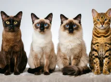 Кошка есть, а шерстяных сугробов нет: 4 породы, которые подойдут тем, кто помешан на порядке