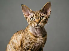 Кошки, которые ведут себя как собаки: 3 удивительные породы