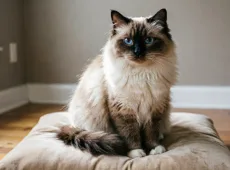3 породы кошек которые выглядят так, будто стят целое состояние