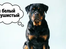 На вид - цербер, но в душе одуванчик: 5 пород собак с мягким характером - на внешность не смотрим