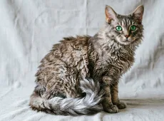 5 пород кошек, которые почти не линяют: меньше чистить одежду и убираться
