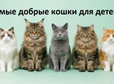 Самые добрые кошки для детей: 10 пород, которые хорошо подходят семье