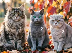 Какой вы осенний месяц? Выберите кошку и мы расскажем про ваш характер