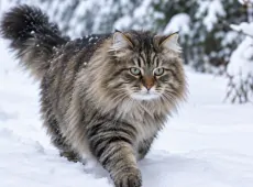 Королевы зимы: эти 7 пород кошек не боятся морозов - шерсть как одеяло, а лапы словно снегоступы