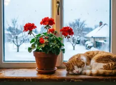 Герани в октябре - срочно: 2 капли в воду - и куст превращается в пышный шар с шапками цветов