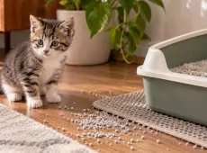 Котёнок ходит мимо лотка, хотя наполнитель меняли уже трижды: 5 ошибок только закрепляют привычку