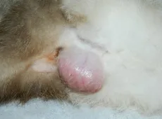 Абсцесс параанальной железы у кота