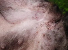 Воспалительное поражение кожи на укусы блох