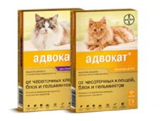 «Адвокат» для кошек: инструкция по применению