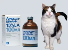 «Амоксициллин» для кошек: инструкция по применению