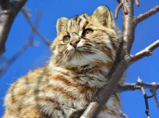 Амурский лесной кот: описание вида