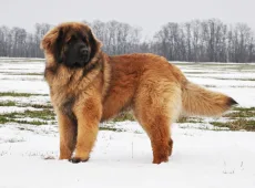 Леонбергер
