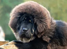 Мастифы