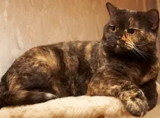Черепаховая кошка
