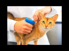 Чип для кошек