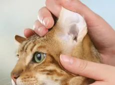 Болезни ушей у кошек: симптомы и лечение