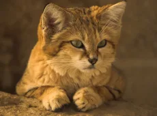 Барханный кот: описание вида