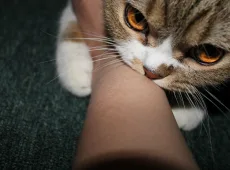 Как отучить кота кусаться