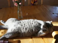Как отучить кота лазить по столам