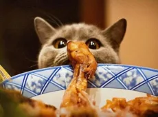 Чем нельзя кормить кошек