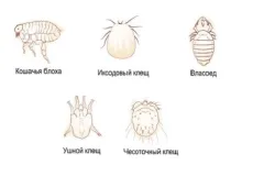 Что такое эктопаразиты