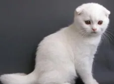 Двенадцатая неделя