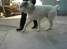 Опирающейся конечности