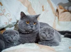 Седьмая неделя