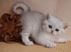 Шестая неделя