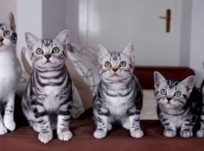 Американская короткошерстная кошка: описание породы