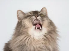 Кот кашляет