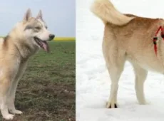 Чем отличается хаски от лайки?