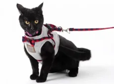 Как приучить кота к шлейке