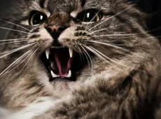 Что будет, если коту обрезать усы?