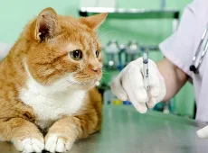 Как сделать укол коту внутримышечно в домашних условиях