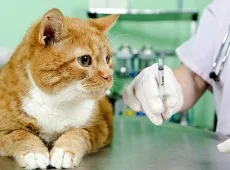 Бронхит у кошек: симптомы и лечение