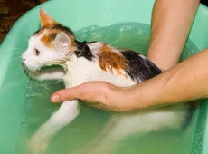 Как помыть кота
